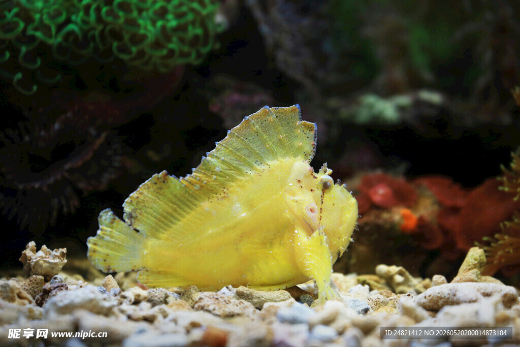 黄色海鱼栖息于海底环境