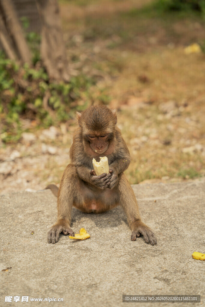 猴子坐地进食