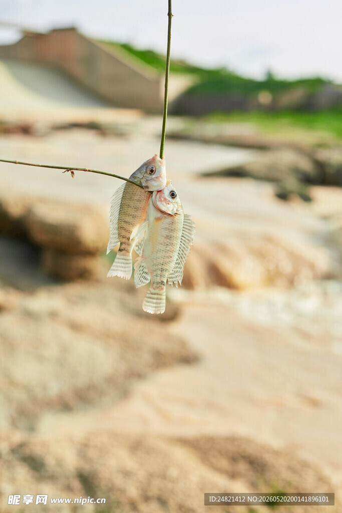 鱼钩上的小鱼