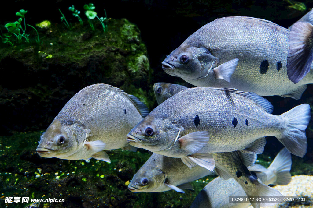 群鱼悠游于水族世界