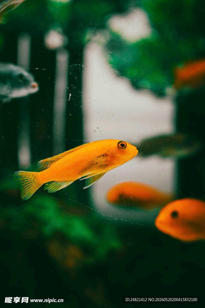 水中畅游的橘色观赏鱼