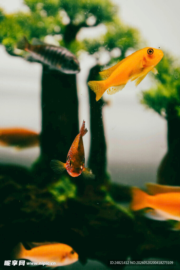 灵动金鱼在水中优雅游弋