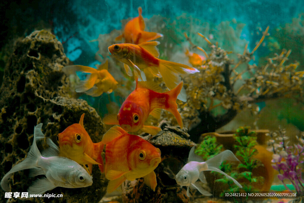 多彩金鱼在水族箱中游弋