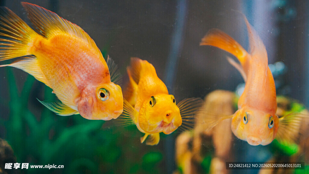 灵动金鱼在水族箱中游弋