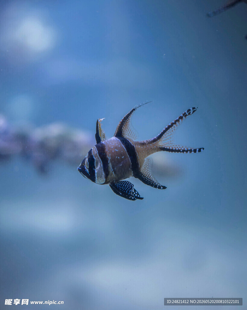 水中悠游的条纹小鱼