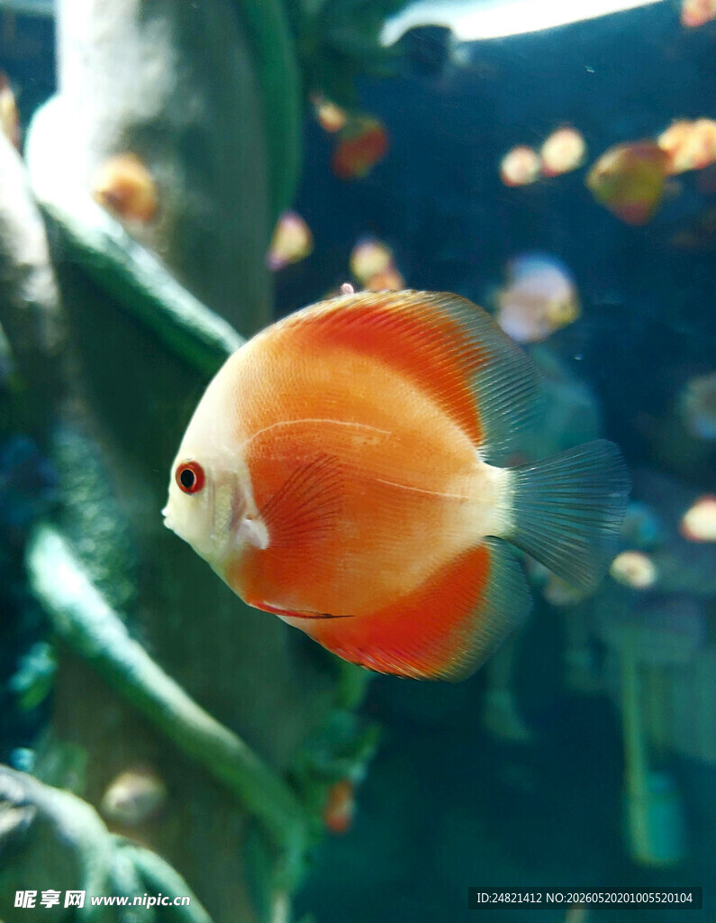橙色观赏鱼在水中悠游