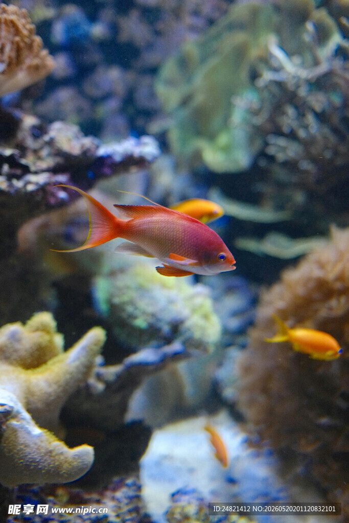 海底珊瑚丛中的艳丽小鱼