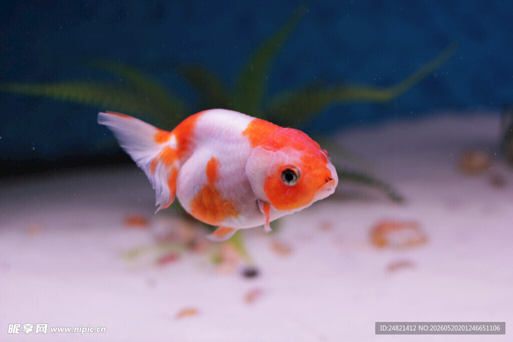 可爱红白金鱼水中游动