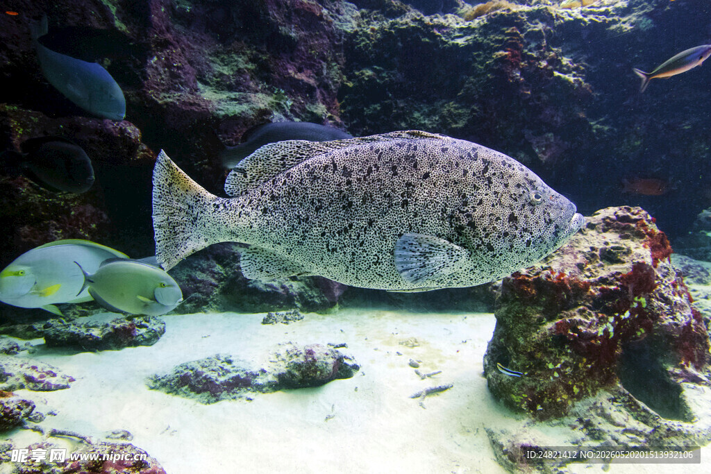 水族馆中的大型鱼类景观
