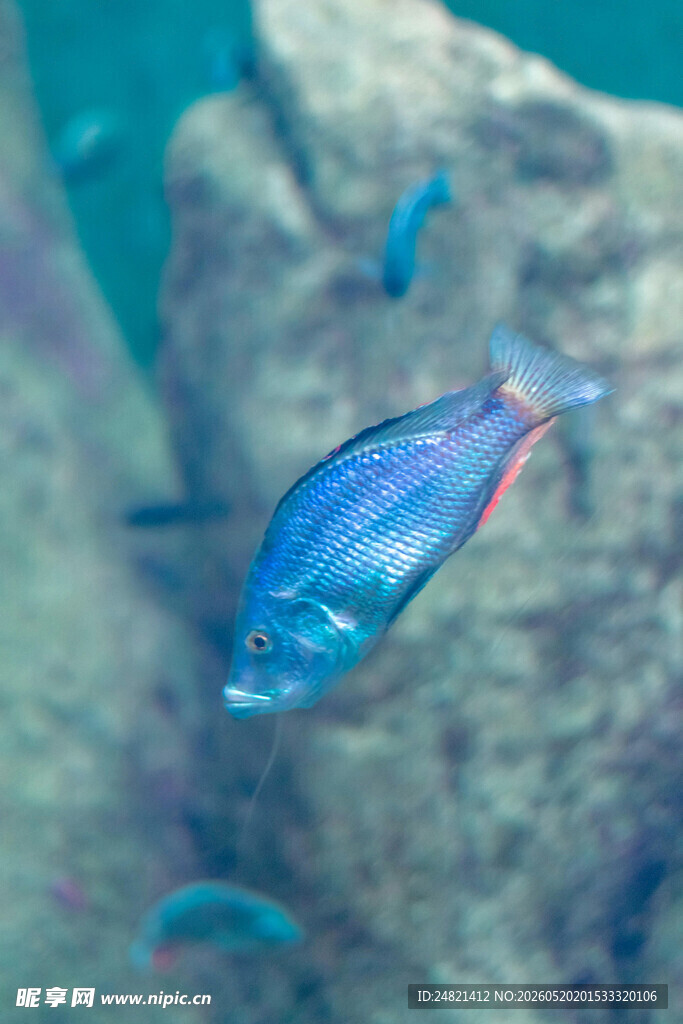 蓝色小鱼在水中游动