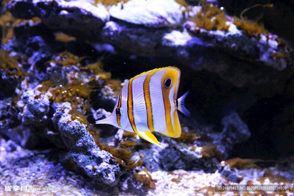 海底多彩条纹鱼