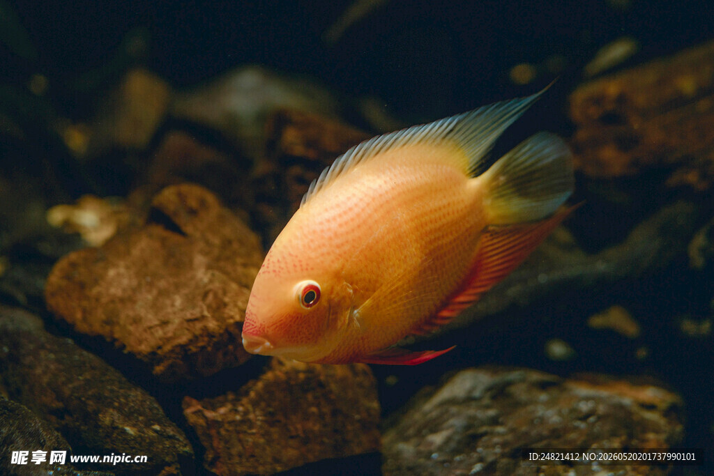 缸中彩鱼