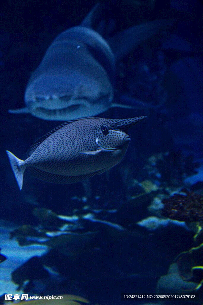 水族馆中的神秘鱼类