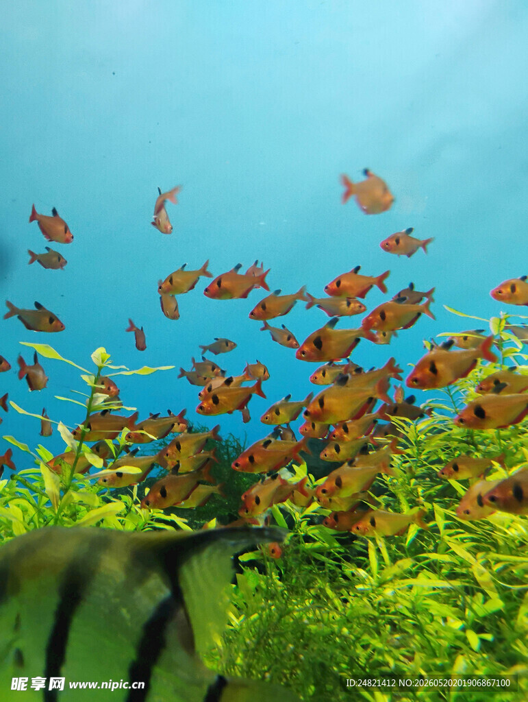 群鱼畅游在绿意盎然水族箱
