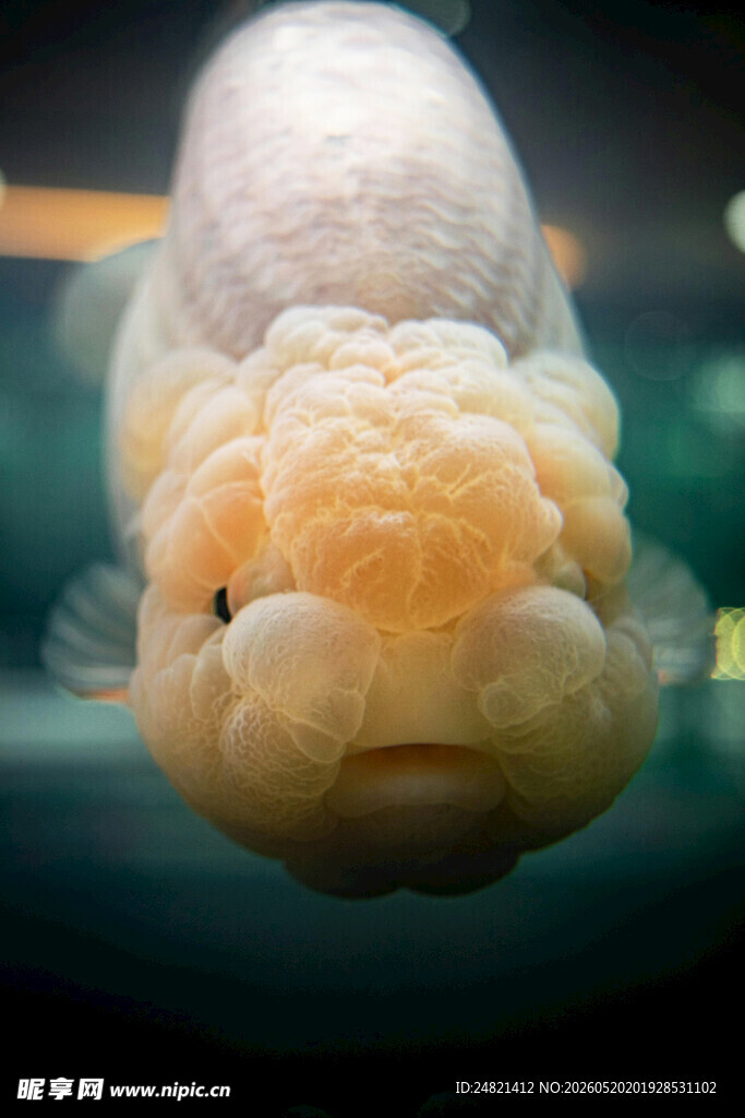 可爱的黄色观赏鱼特写