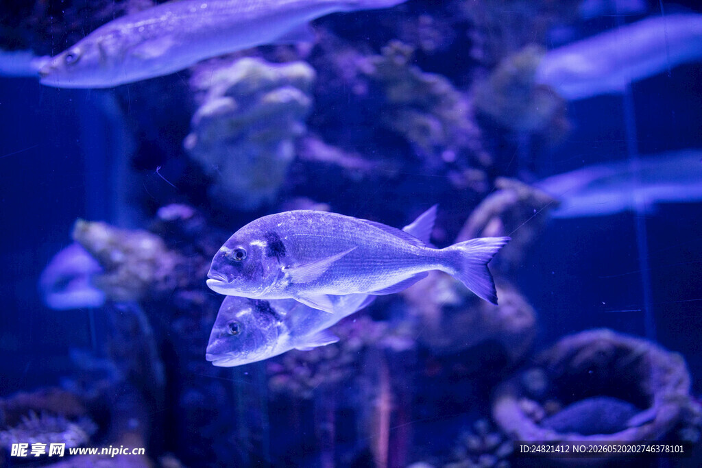 水族馆中游动的美丽鱼类