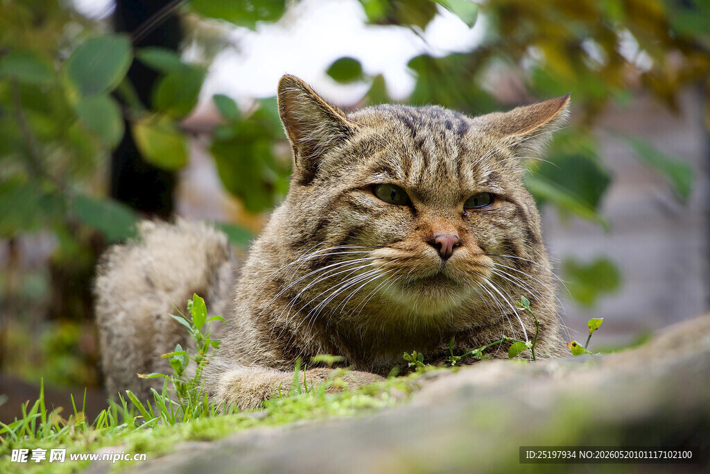 猫