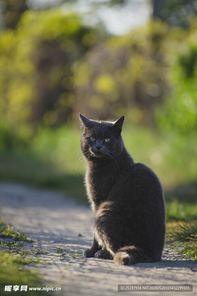 猫