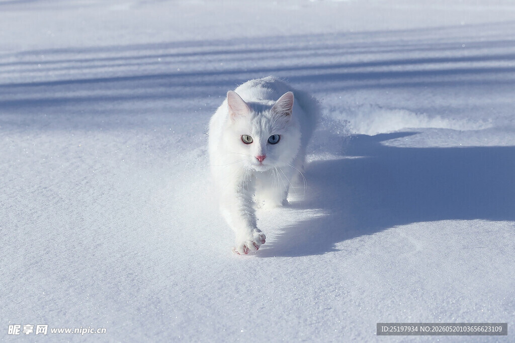 白色猫咪