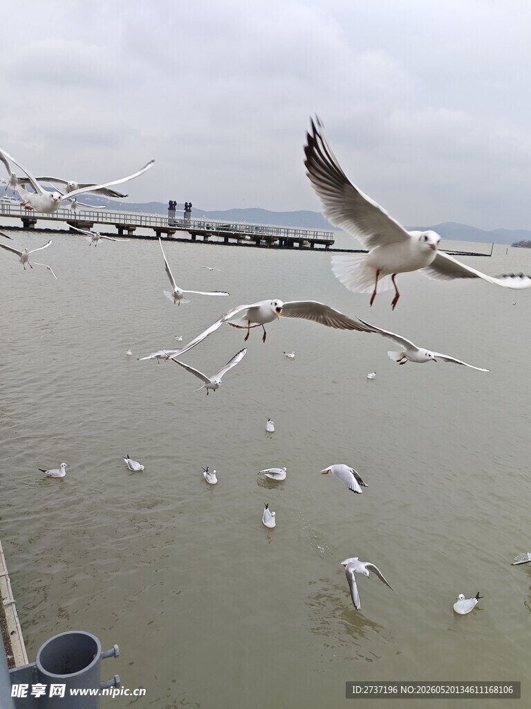 成群海鸥