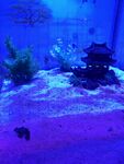 水族景观