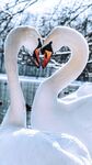 双天鹅交颈浪漫雪景图