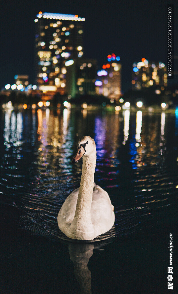 夜晚湖面上的优雅天鹅