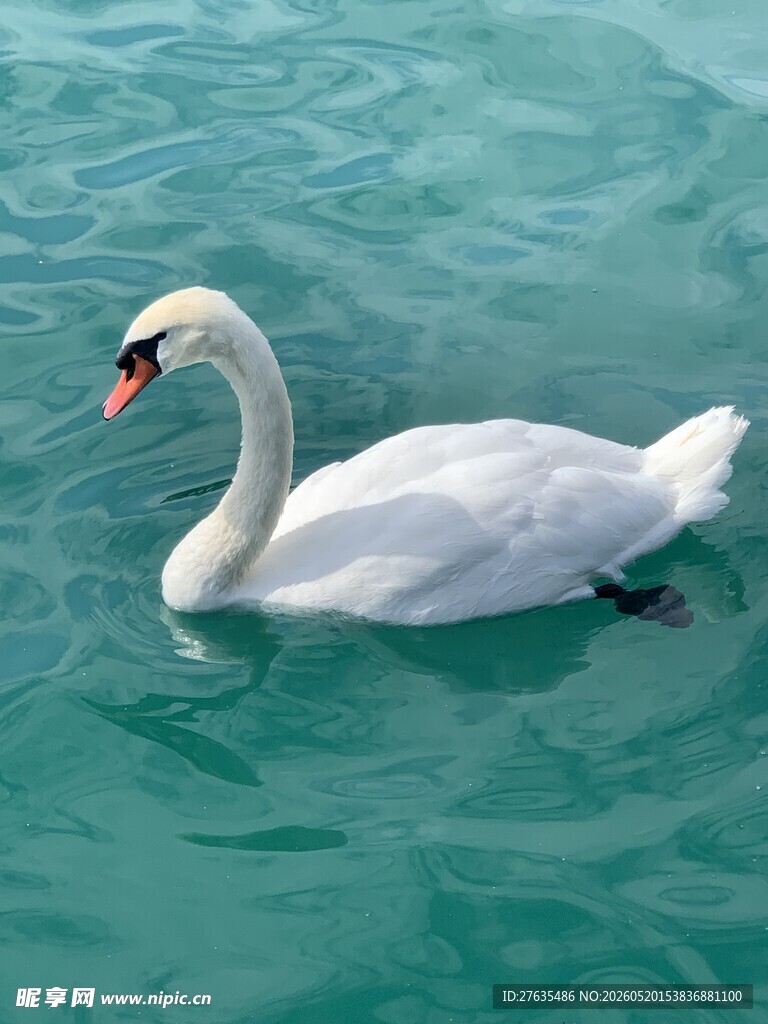 水中优雅的白天鹅