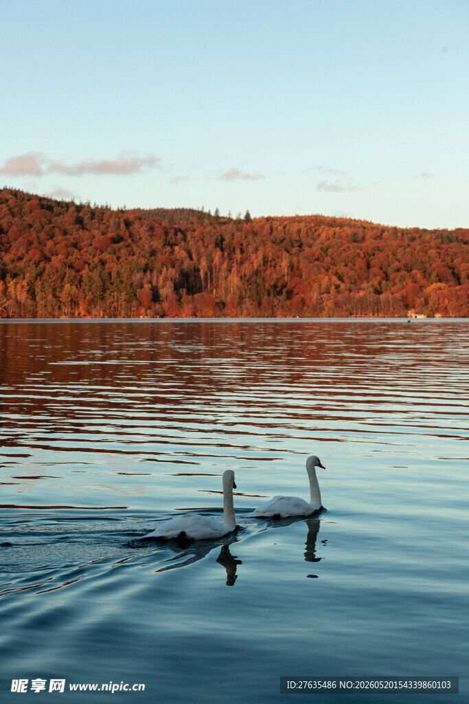 秋日湖面双鸟悠然游弋