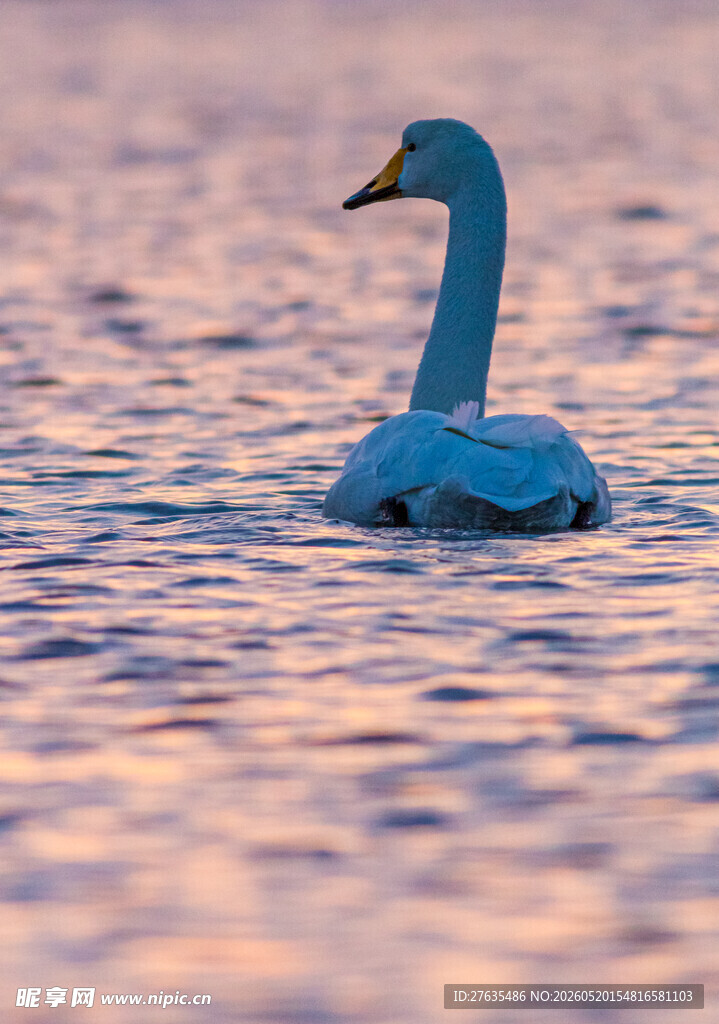 夕阳下的优雅天鹅