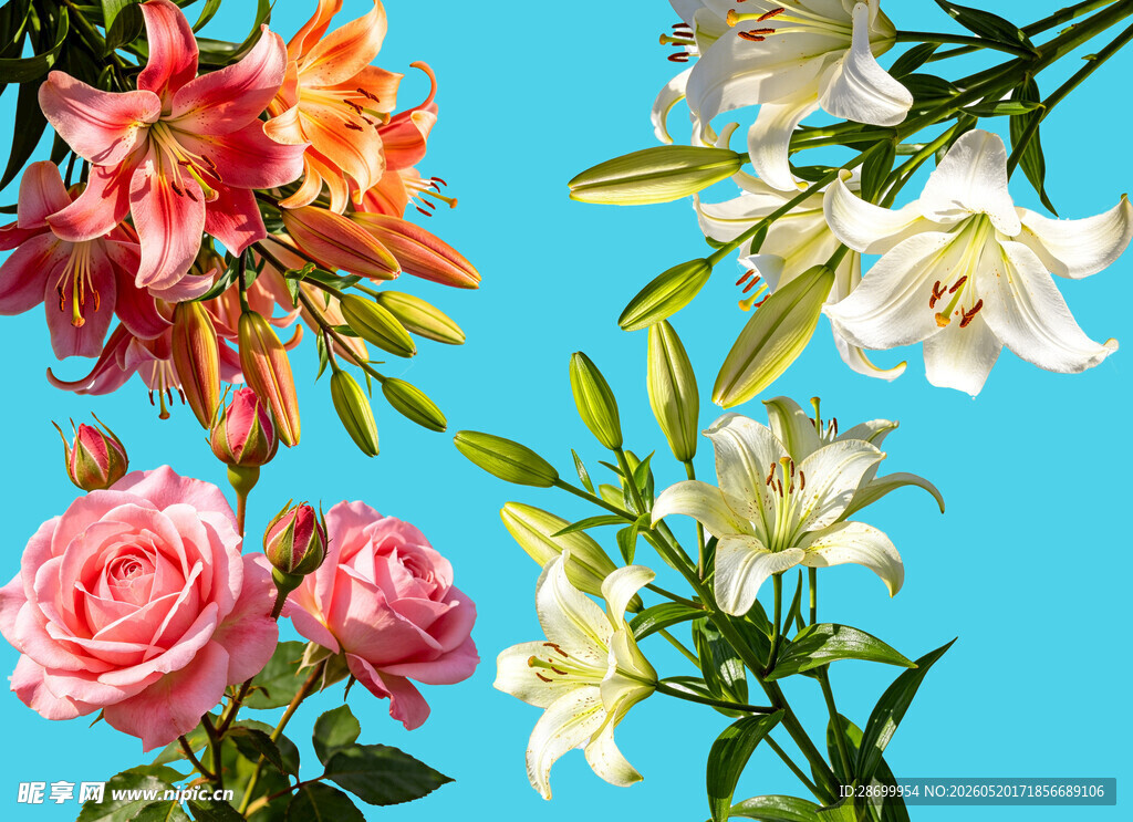 花卉