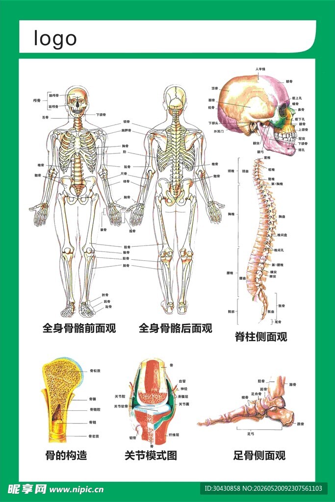 全身骨骼挂图