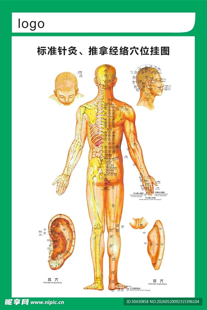 全身穴位挂图