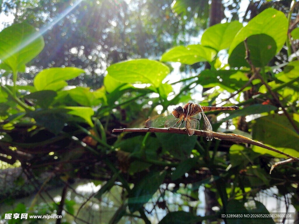 阳光下的翠绿藤蔓植物