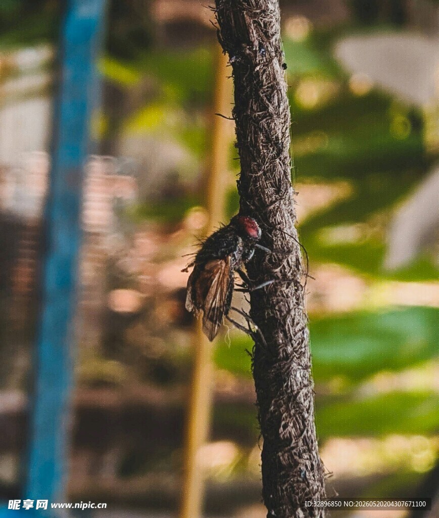 树干上停歇的昆虫