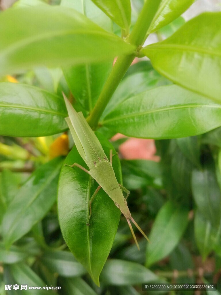 绿叶上的细长昆虫