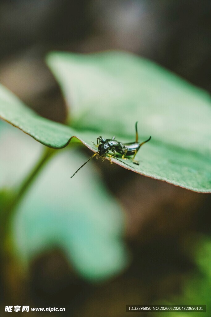 绿叶上的小巧昆虫