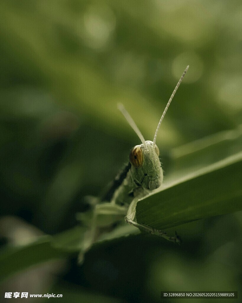 绿叶上的绿色蚂蚱