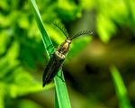 绿叶上的甲虫