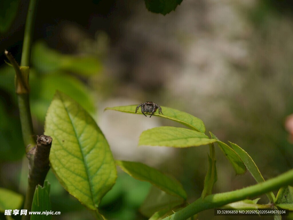 绿叶上的小昆虫