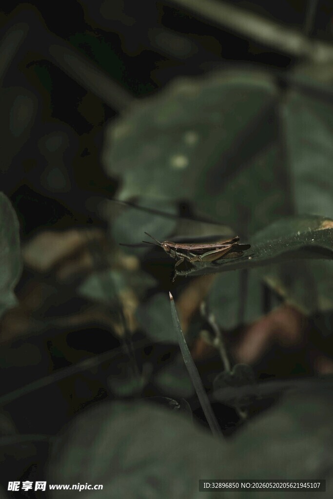 绿叶间的精致条纹昆虫