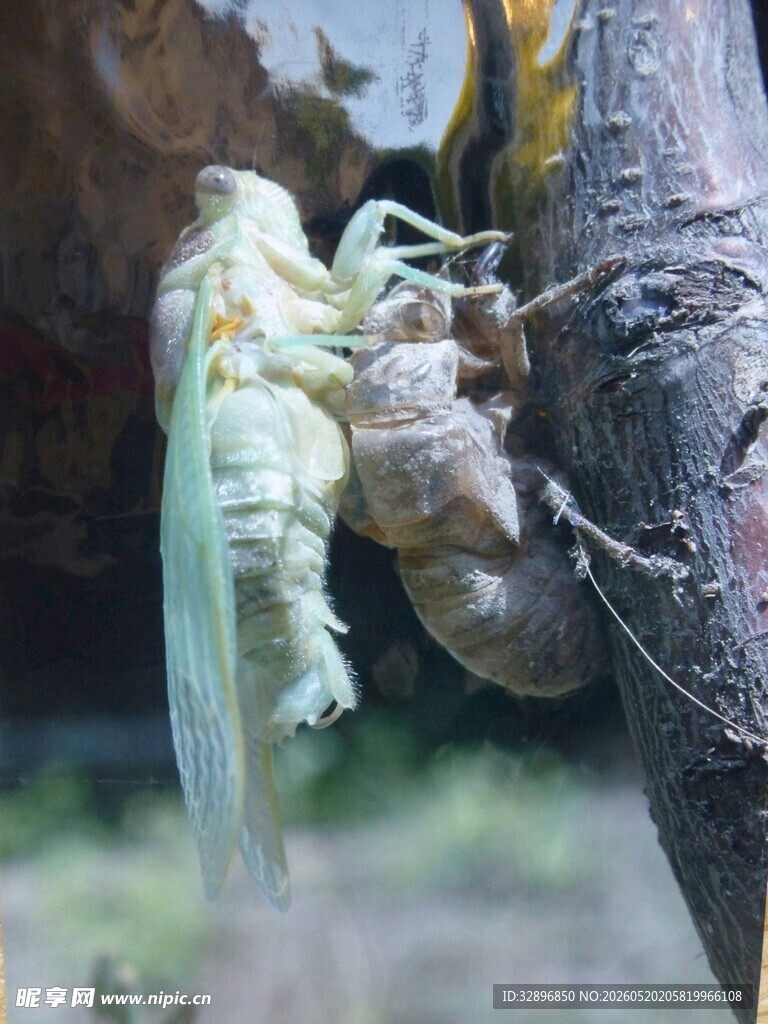蝉蜕变瞬间