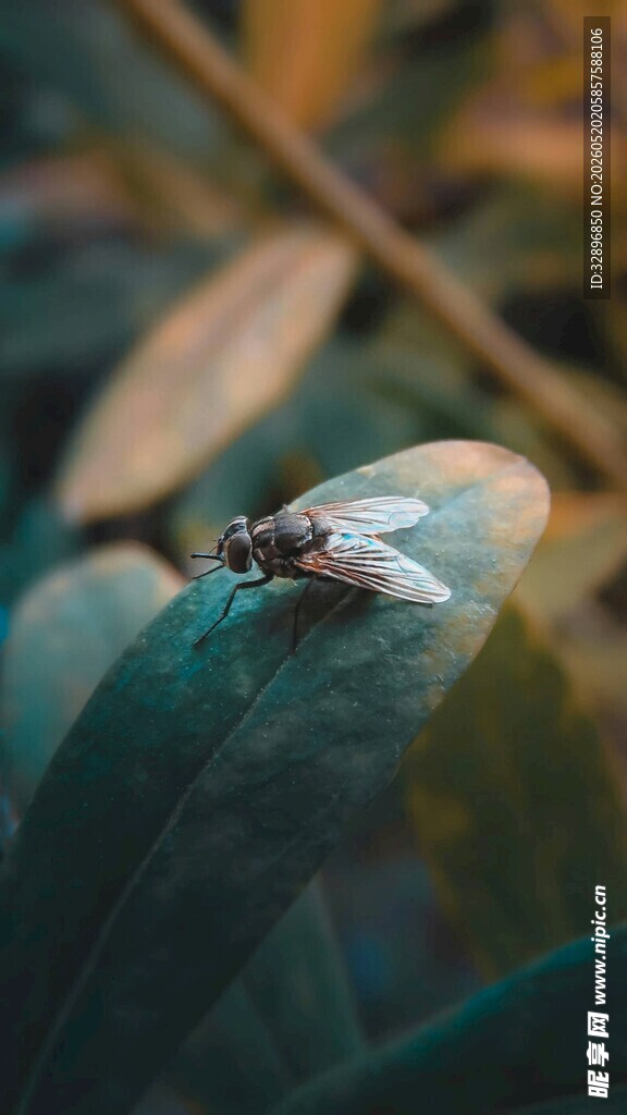 叶上停驻的透明翅膀昆虫