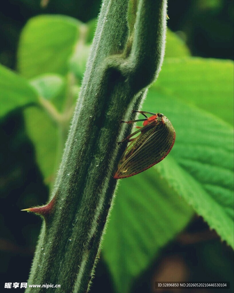 绿叶上的红色昆虫