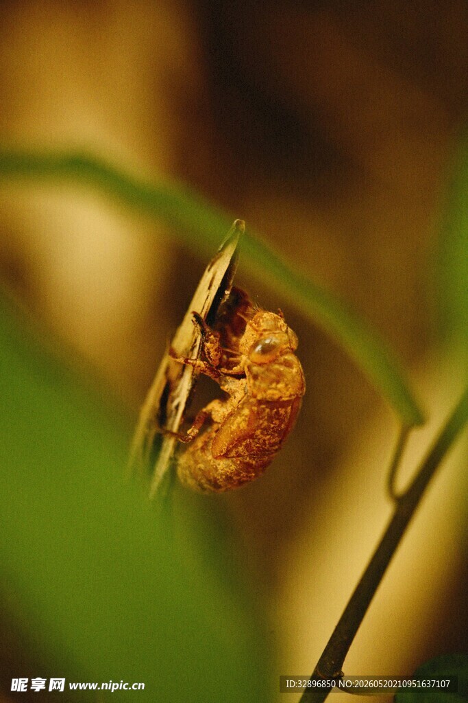 枝头蜷缩的昆虫