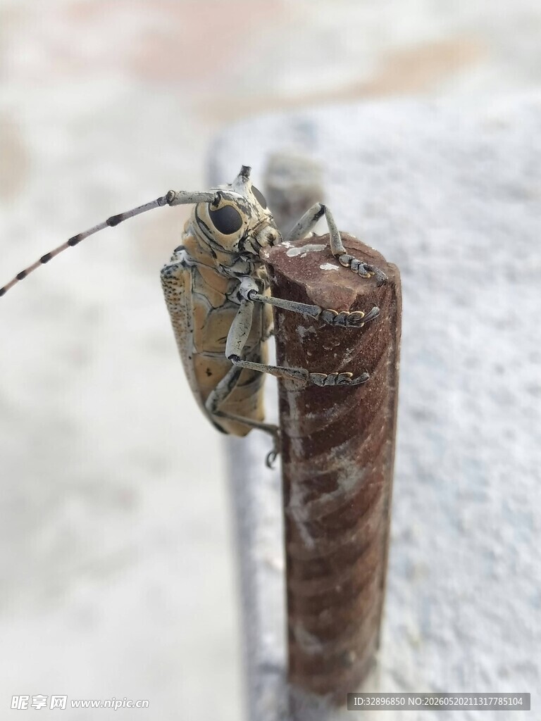 栖息于物体上的奇特昆虫