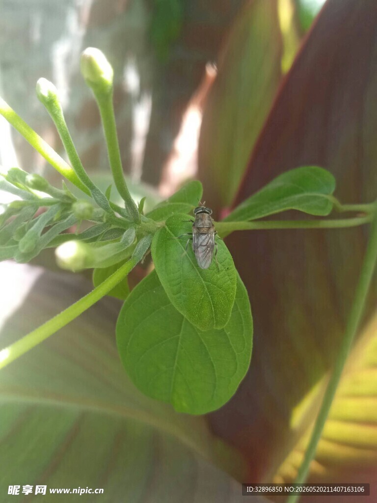 嫩绿植物特写