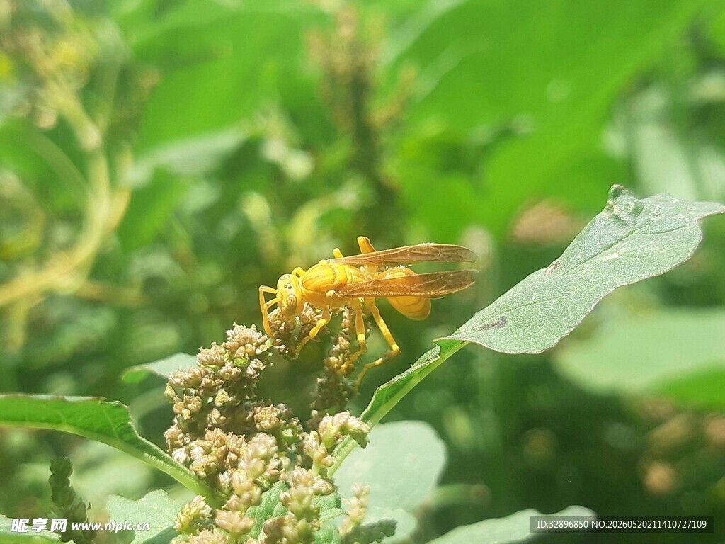 绿叶间的黄色蜻蜓