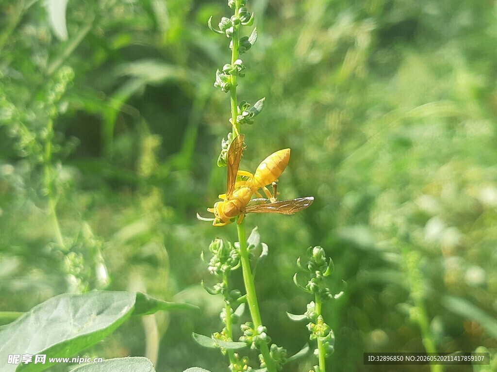 绿叶上的黄色昆虫