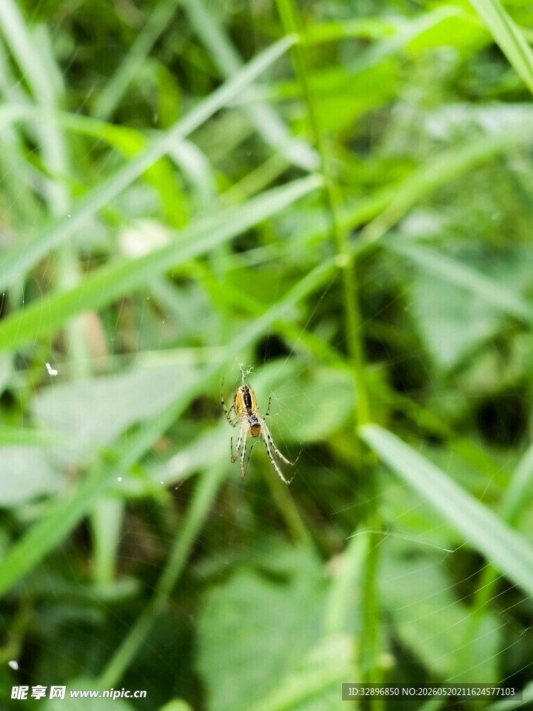 草丛中的细长腿昆虫